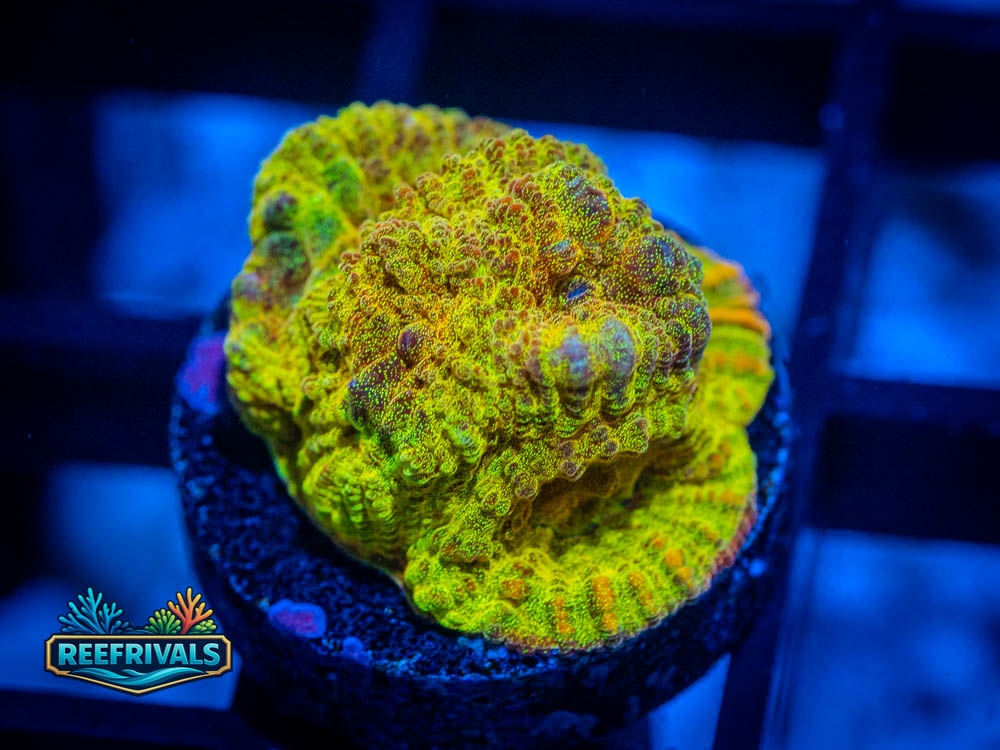 ECC Gold Rush WYSIWYG coral image | ReefRivals ECC Gold Rush coral image from ReefRivals, listed as Favia / Favites spp. and Soft Coral