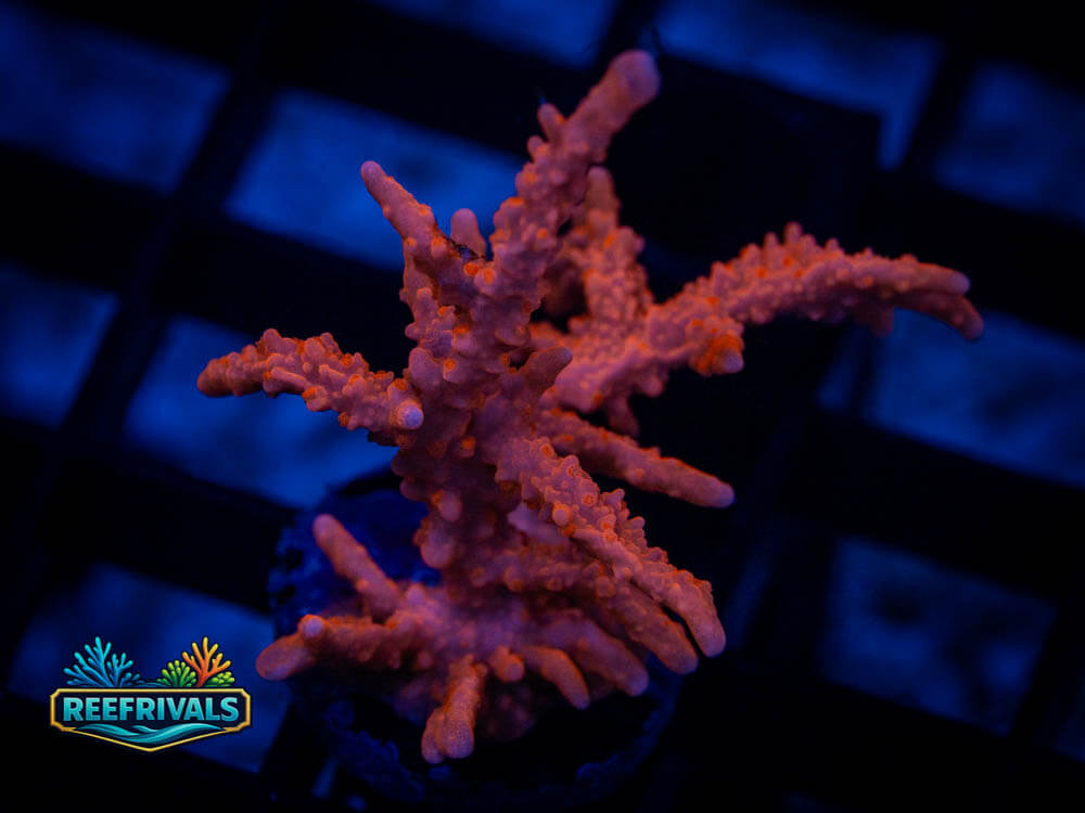 Scarlet Elkhorn Mont WYSIWYG coral image | ReefRivals Scarlet Elkhorn Mont coral image from ReefRivals, listed as Montipora spp. and Soft Coral