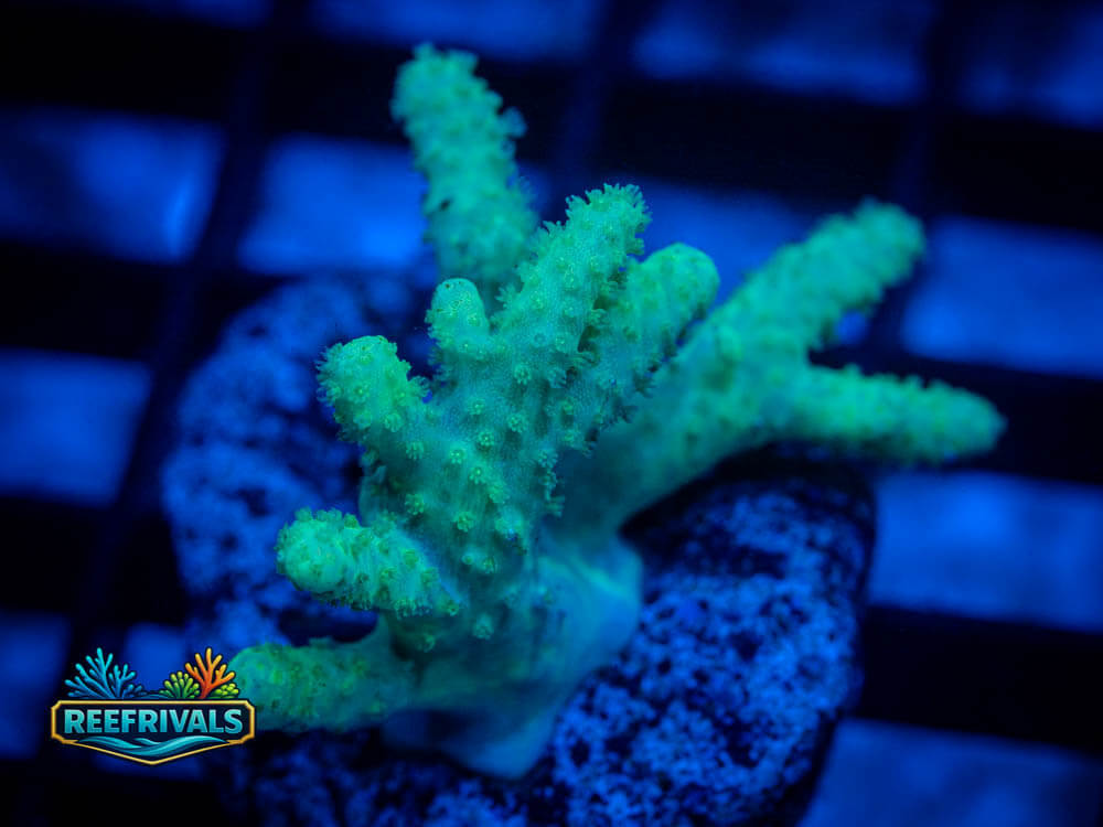 RVL Minty Fresh Stylo WYSIWYG coral image | ReefRivals RVL Minty Fresh Stylo coral image from ReefRivals, listed as Stylophora spp. and Soft Coral