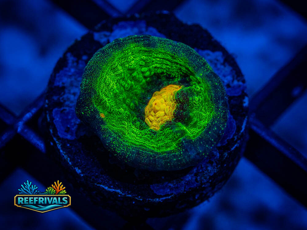 JF Raja Rampage coral image from ReefRivals, listed as Echinophyllia / Oxypora / Mycedium spp. and Soft Coral