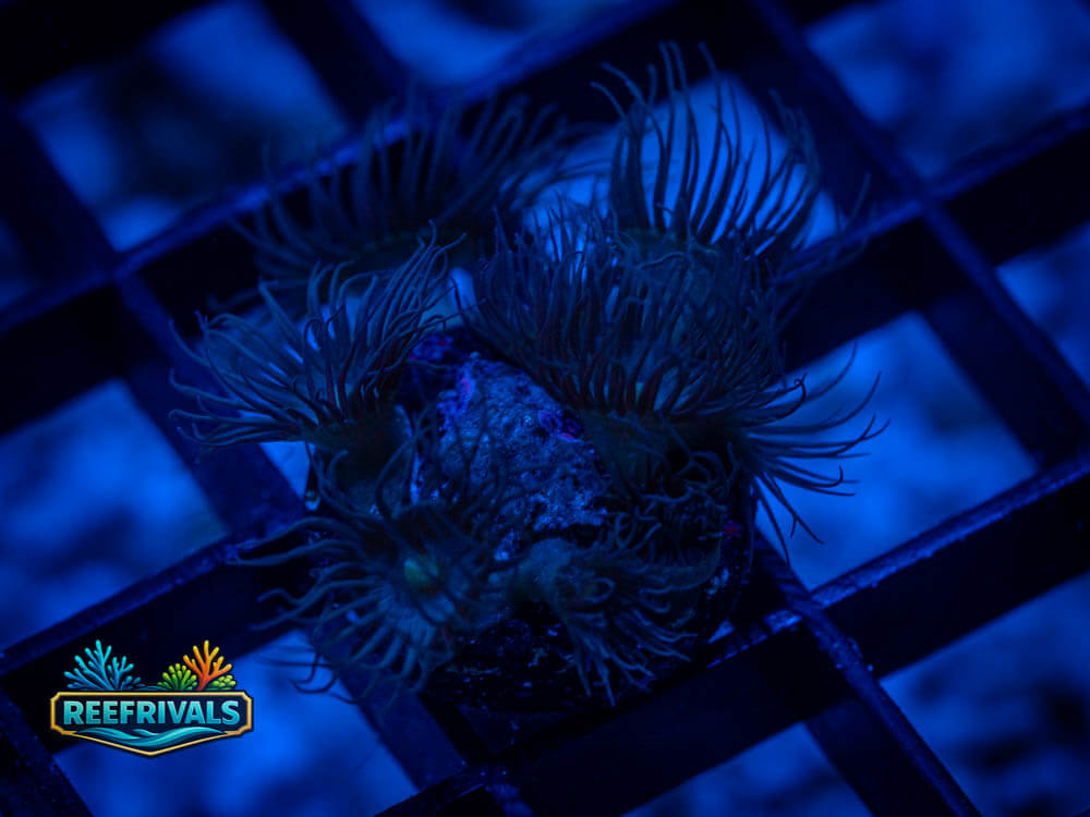 ECC Blue Polyp Coral coral image from ReefRivals, listed as Parazoanthus gracilis and Soft Coral