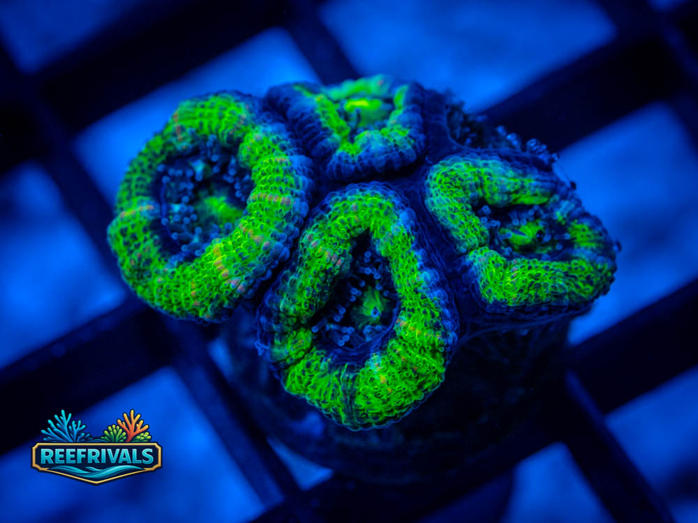 RVL Wizard Hat WYSIWYG coral image | ReefRivals RVL Wizard Hat coral image from ReefRivals, listed as Micromussa spp. and Soft Coral