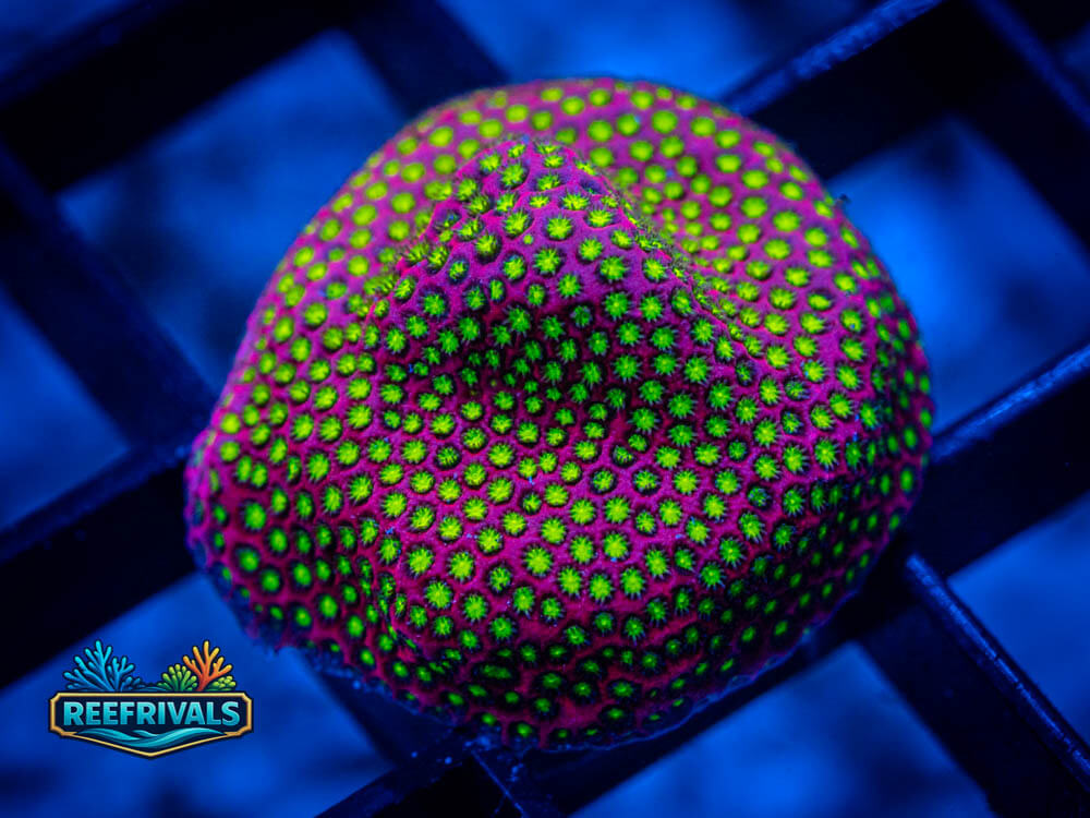 WWC Electric Daisy WYSIWYG coral image | ReefRivals WWC Electric Daisy coral image from ReefRivals, listed as Stylophyllia spp. and Soft Coral