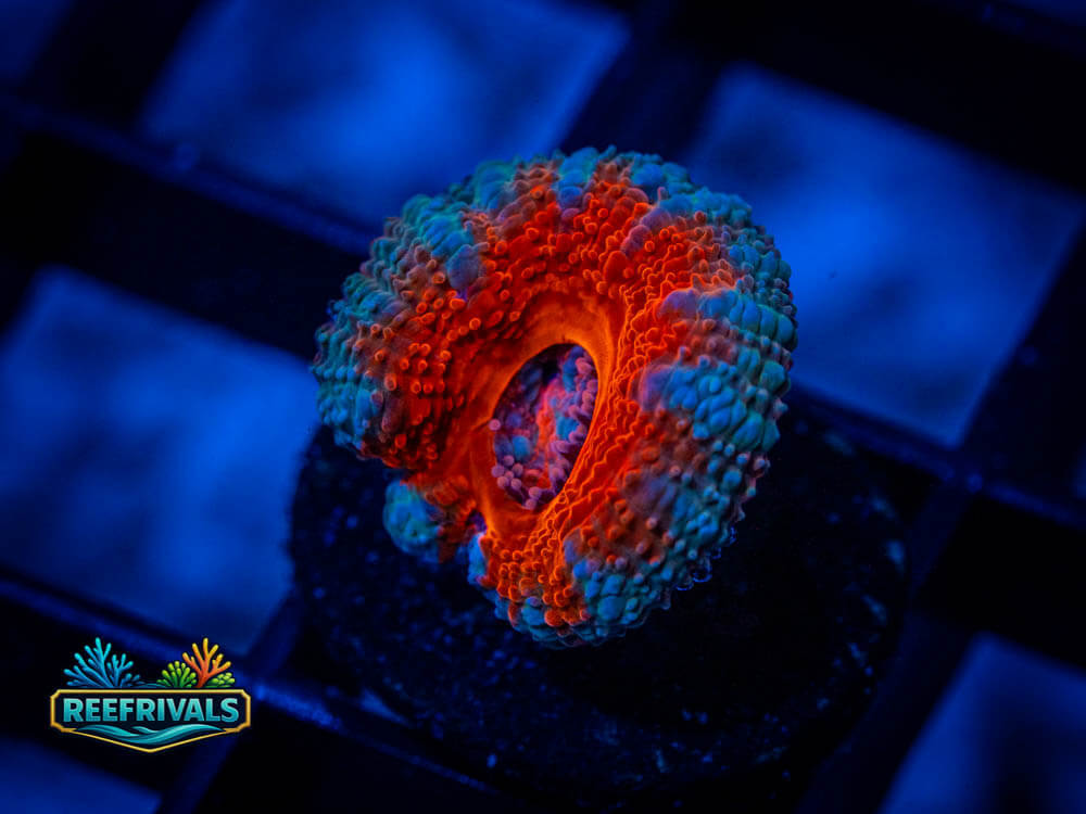 Acan/Micromussa WYSIWYG coral image | ReefRivals Acan/Micromussa coral image from ReefRivals, listed as Micromussa spp. and Soft Coral