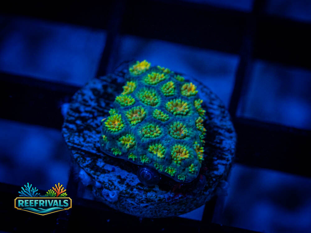 R1 A 32 WYSIWYG coral image | ReefRivals R1 A 32 coral image from ReefRivals, listed as Soft Coral
