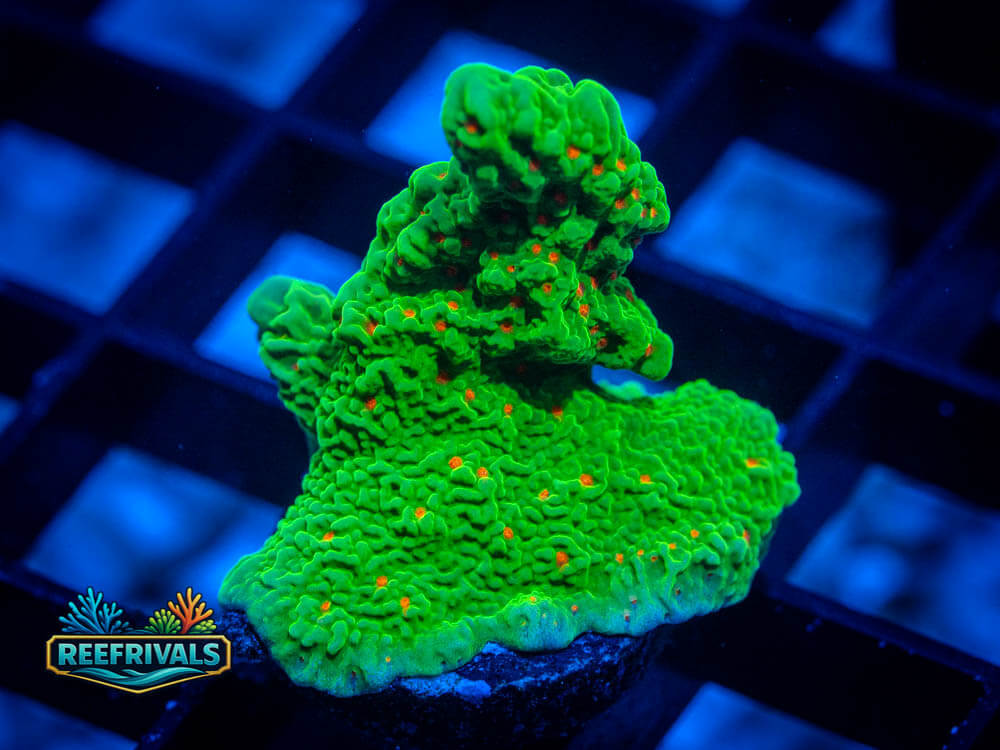 TSA Season's Greetings Monti WYSIWYG coral image | ReefRivals TSA Season's Greetings Monti coral image from ReefRivals, listed as Montipora spp. and Soft Coral