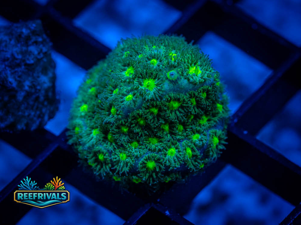 RVL Four Leaf Clover Leptastrea coral image from ReefRivals, listed as Leptastrea spp. and Soft Coral