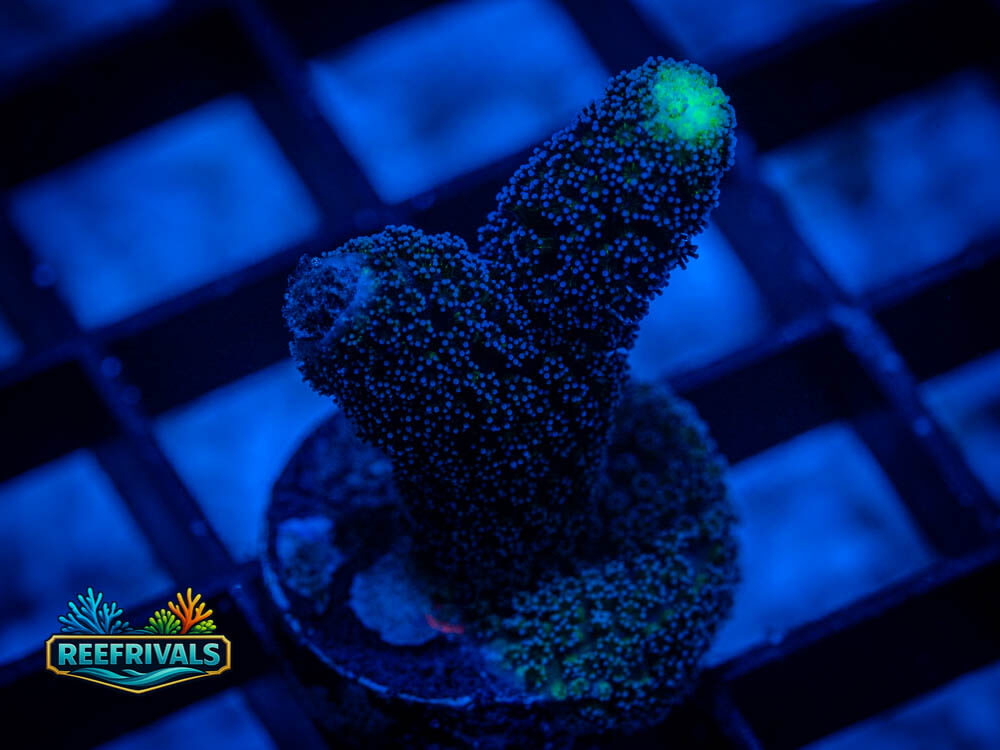 RVL Purple Stylo WYSIWYG coral image | ReefRivals RVL Purple Stylo coral image from ReefRivals, listed as Stylophyllia spp. and Soft Coral