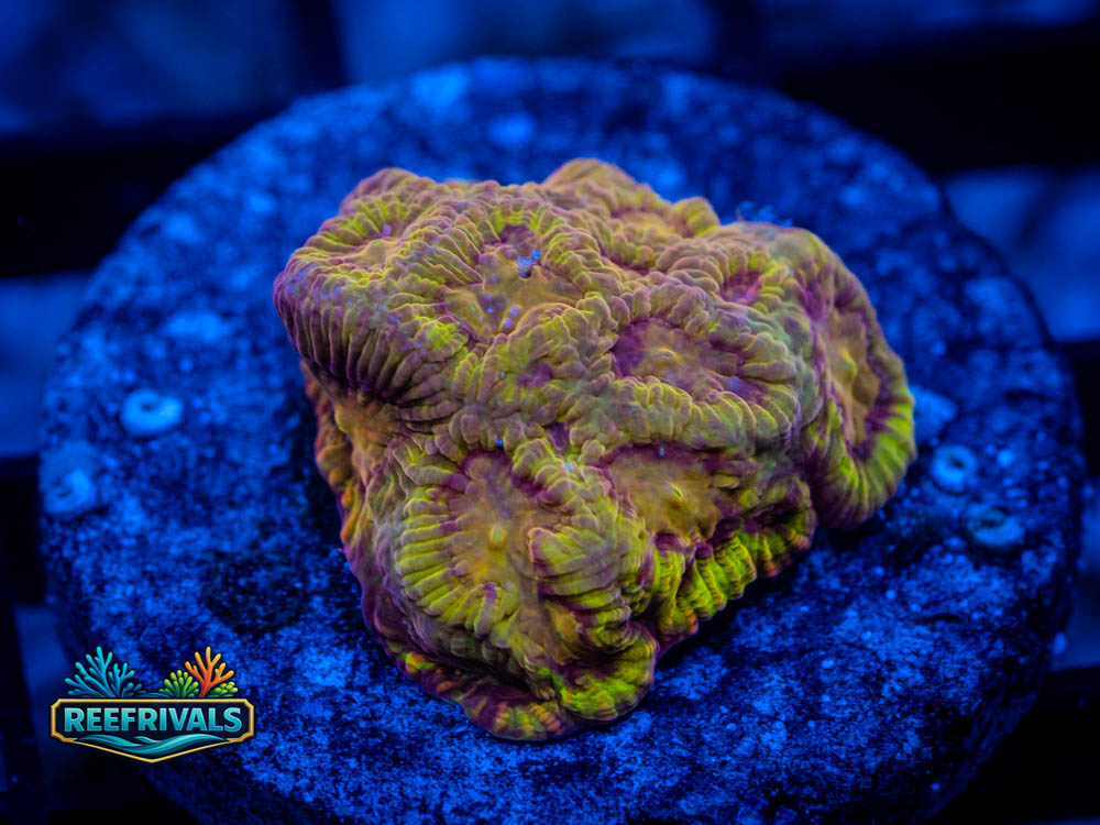 RVL Blood Diamond coral image from ReefRivals, listed as Favia / Favites spp. and Soft Coral
