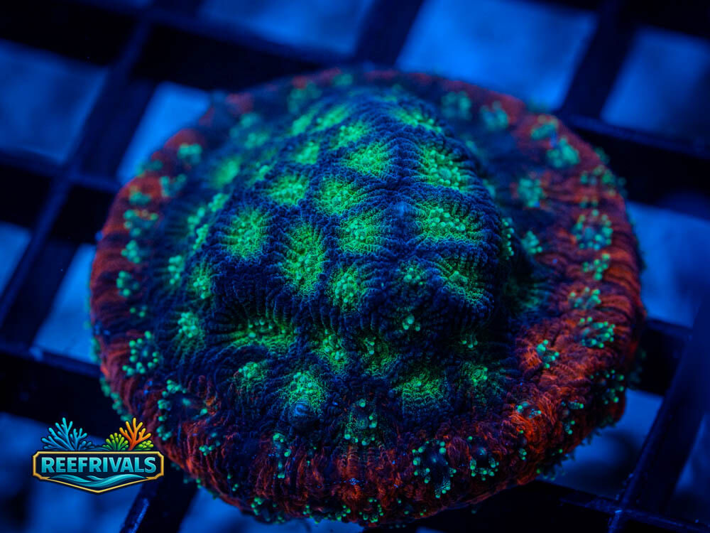 RVL Lost War Coral WYSIWYG image | ReefRivals RVL Lost War Coral coral image from ReefRivals, listed as Favia / Favites spp. and Soft Coral
