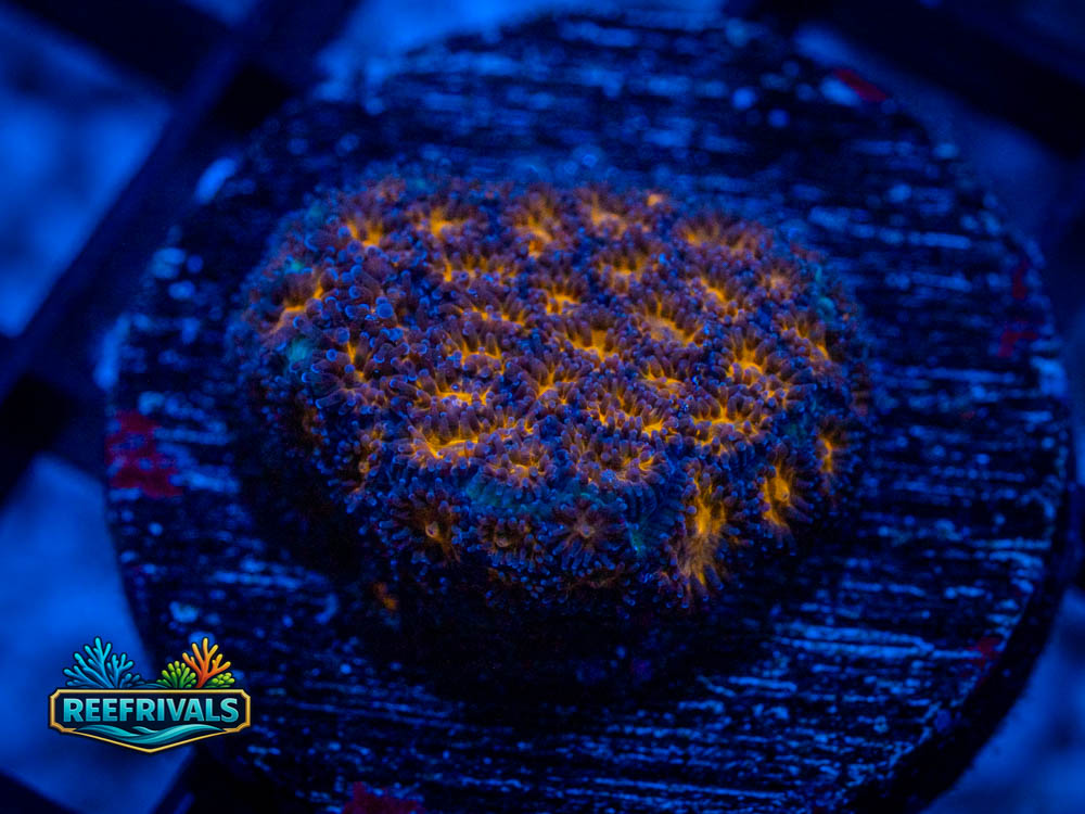 WWC Honeycomb Leptastrea coral image from ReefRivals, listed as Leptastrea spp. and Soft Coral