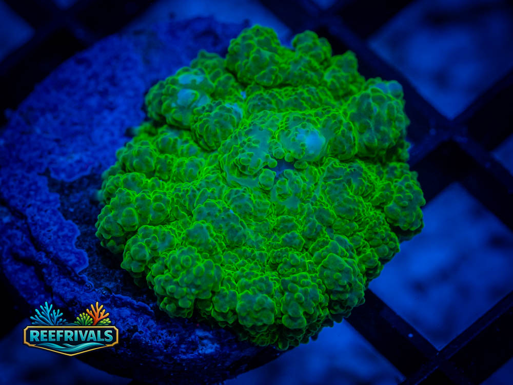 RVL Green Rhodactis coral image from ReefRivals, listed as Rhodactis sp. and Mushrooms
