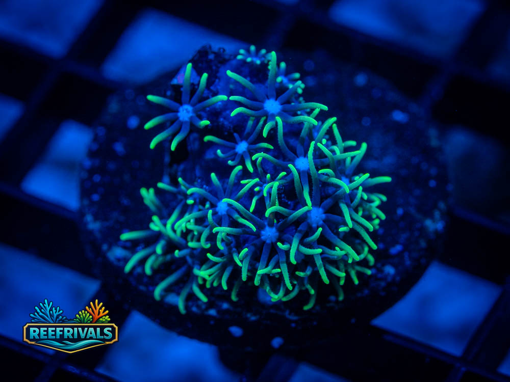 RVL Blue Core GSP WYSIWYG coral image | ReefRivals RVL Blue Core GSP coral image from ReefRivals, listed as RVL Blue Core GSP and Soft Coral