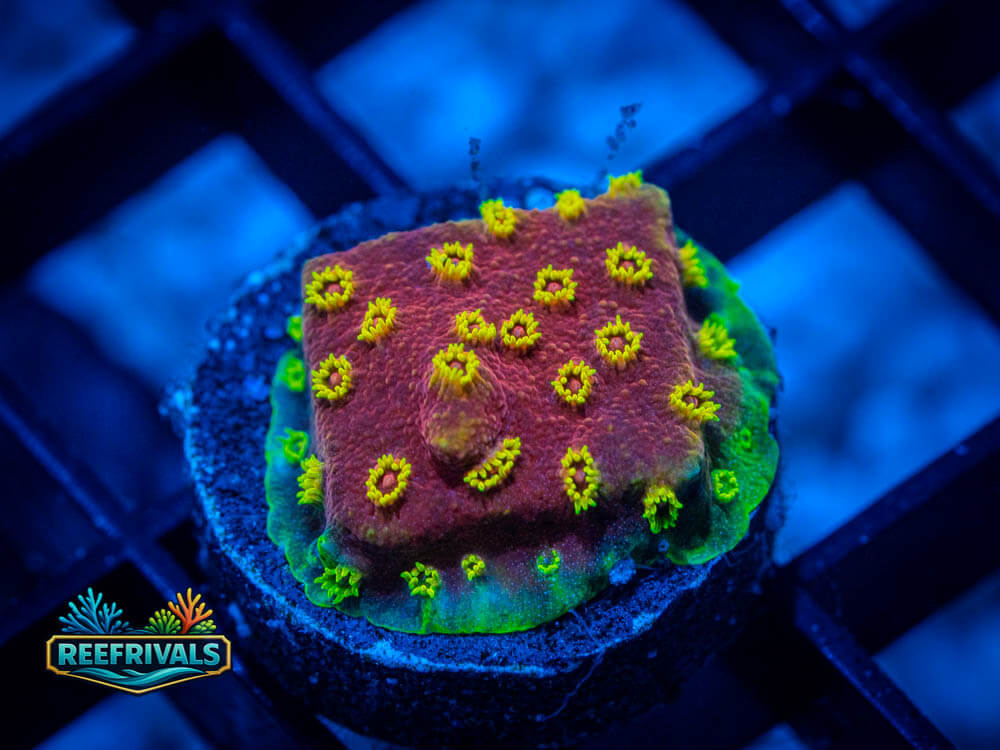 ECC Pyro Blast WYSIWYG coral image | ReefRivals ECC Pyro Blast coral image from ReefRivals, listed as Cyphastrea spp. and Soft Coral