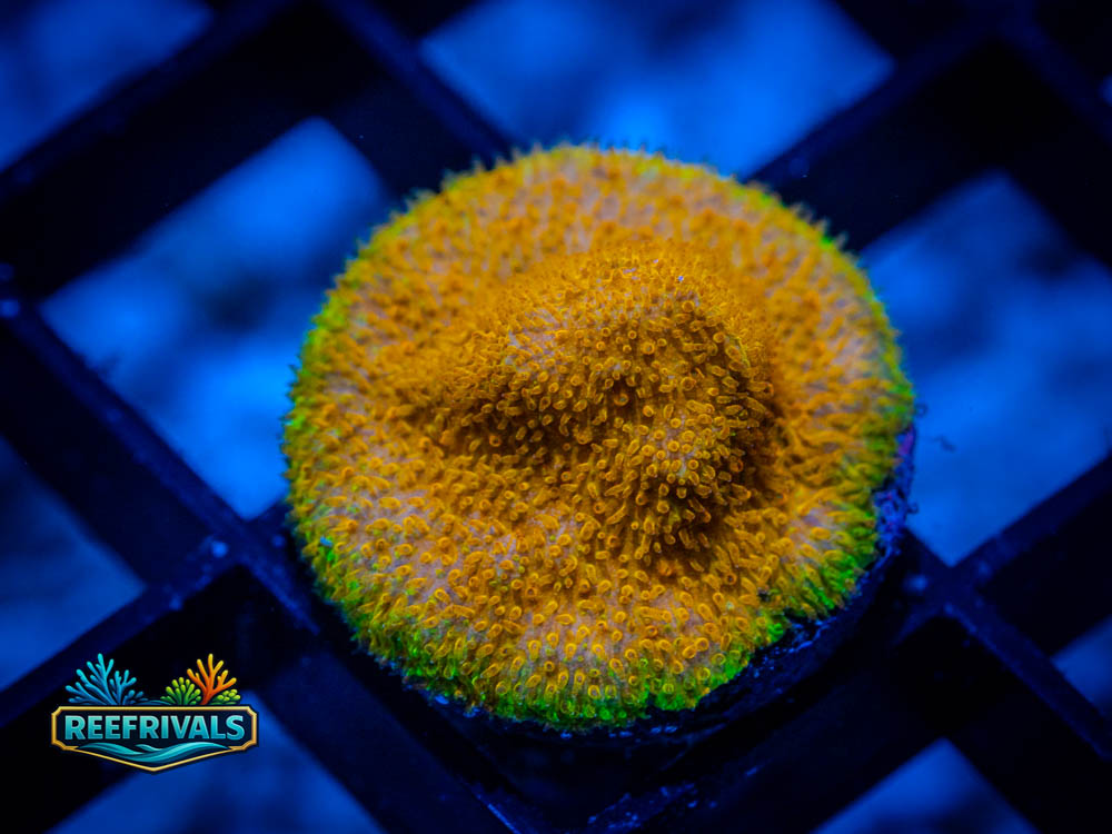 Psammocora WYSIWYG coral image | ReefRivals Psammocora coral image from ReefRivals, listed as Psammocora spp. and Soft Coral