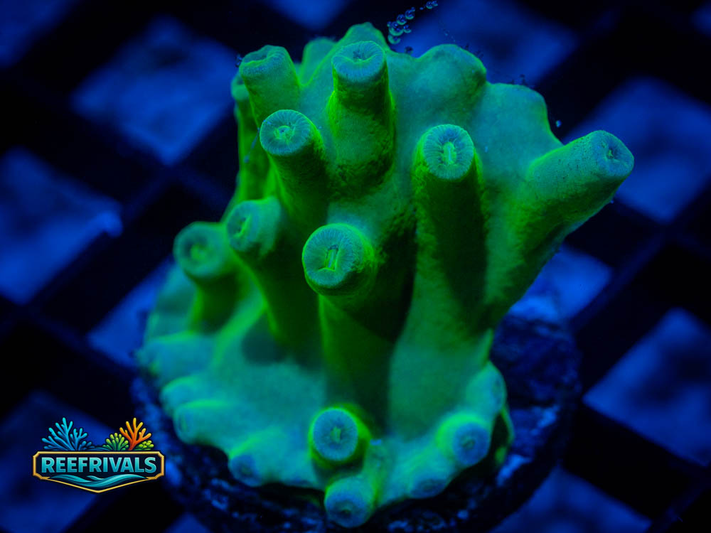 WWC Green Heron coral image from ReefRivals, listed as Turbinaria spp. and Soft Coral
