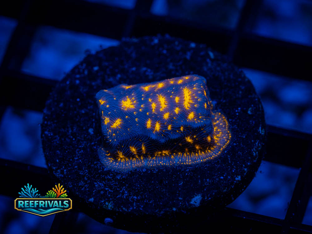 JF Outerspace coral image from ReefRivals, listed as Leptoseris spp. and Soft Coral