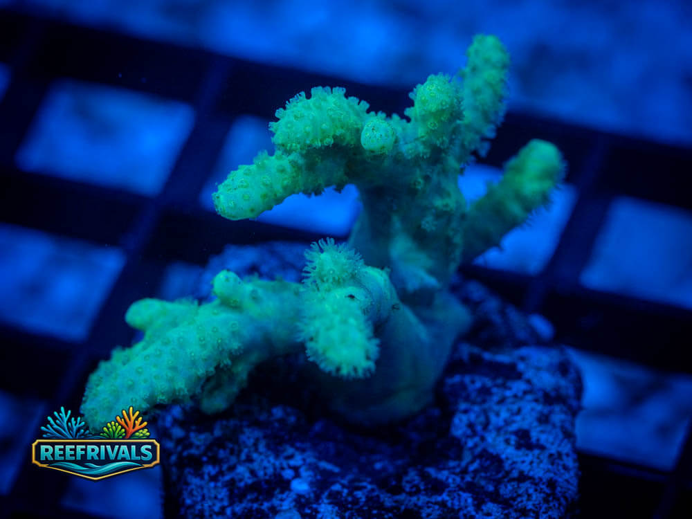 RVL Minty Fresh coral image from ReefRivals, listed as Sinularia spp. and Soft Coral