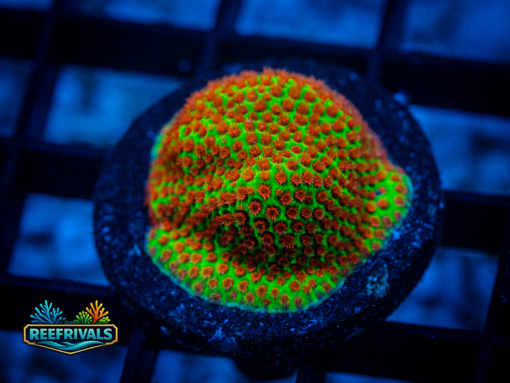 WWC The Grinchy WYSIWYG coral image | ReefRivals WWC The Grinchy coral image from ReefRivals, listed as Porites spp. and Soft Coral