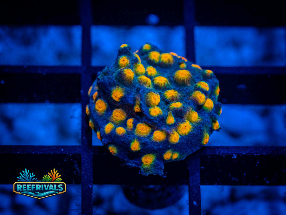 UC Buzz Lightyear coral image from ReefRivals, listed as Cyphastrea spp. and Soft Coral