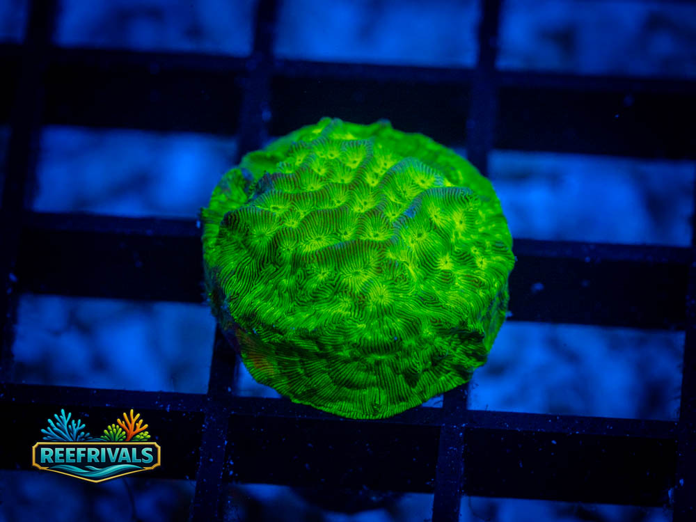 RVL Hulk Green Lepto coral image from ReefRivals, listed as Leptoseris spp. and Soft Coral
