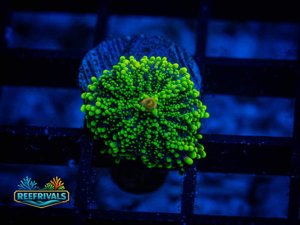 RVL Green Machine Yuma coral image from ReefRivals, listed as Ricordea yuma and Mushrooms