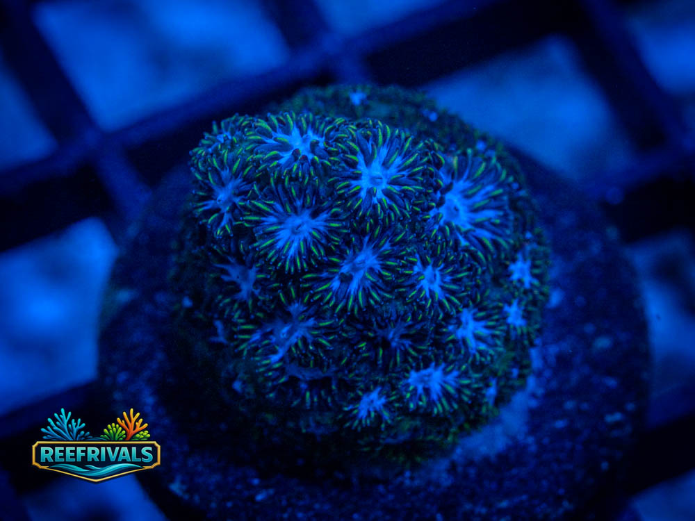 Leptastrea coral image from ReefRivals, listed as Leptastrea spp. and Soft Coral