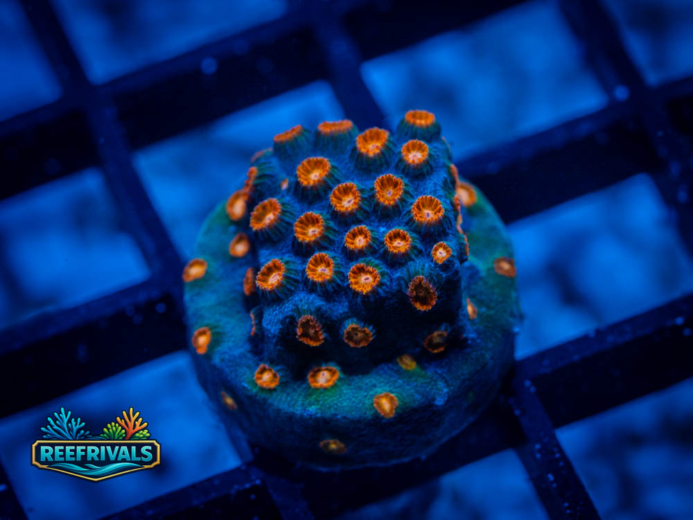 TSA Meteor Shower coral image from ReefRivals, listed as Cyphastrea spp. and Soft Coral