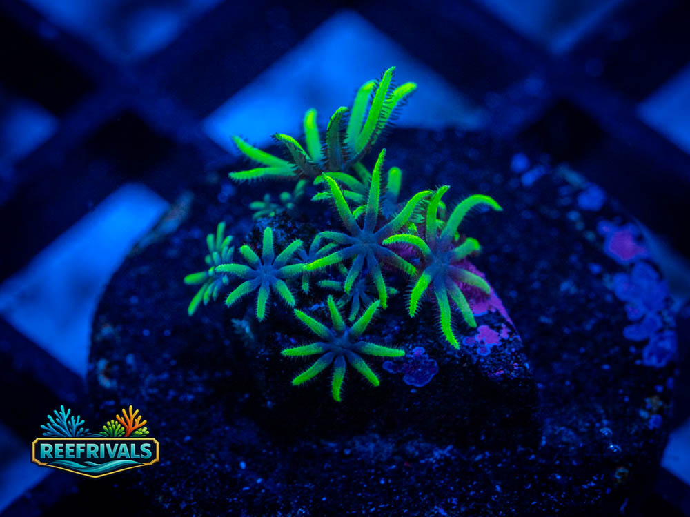 Clove Polyps WYSIWYG coral image | ReefRivals Clove Polyps coral image from ReefRivals, listed as Clavulariidae spp. and Soft Coral