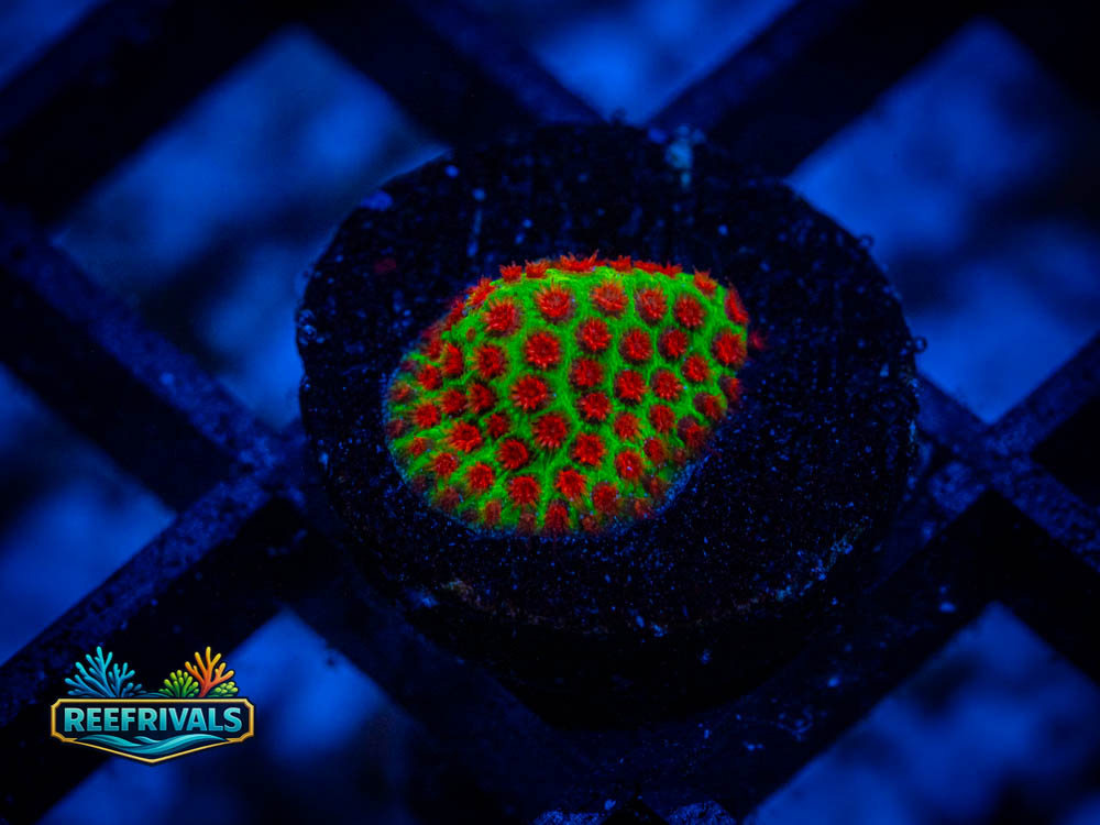 WWC The Grinchy Porites WYSIWYG coral image | ReefRivals WWC The Grinchy Porites coral image from ReefRivals, listed as Porites spp. and Soft Coral