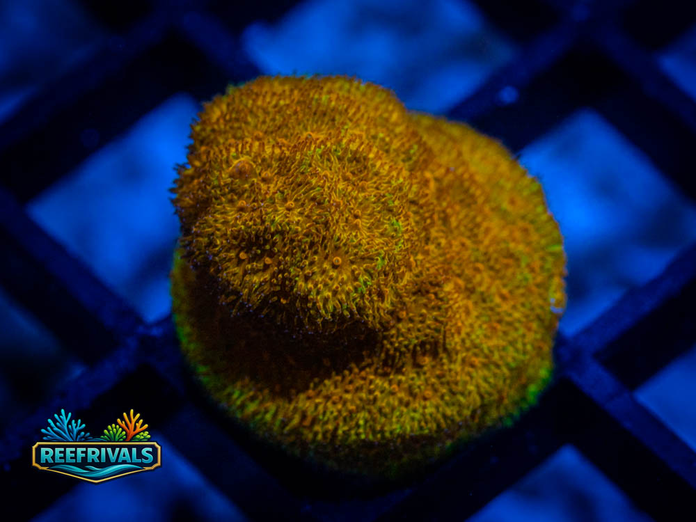 RVL Tupelo Honey WYSIWYG coral image | ReefRivals RVL Tupelo Honey coral image from ReefRivals, listed as Psammocora spp. and Soft Coral