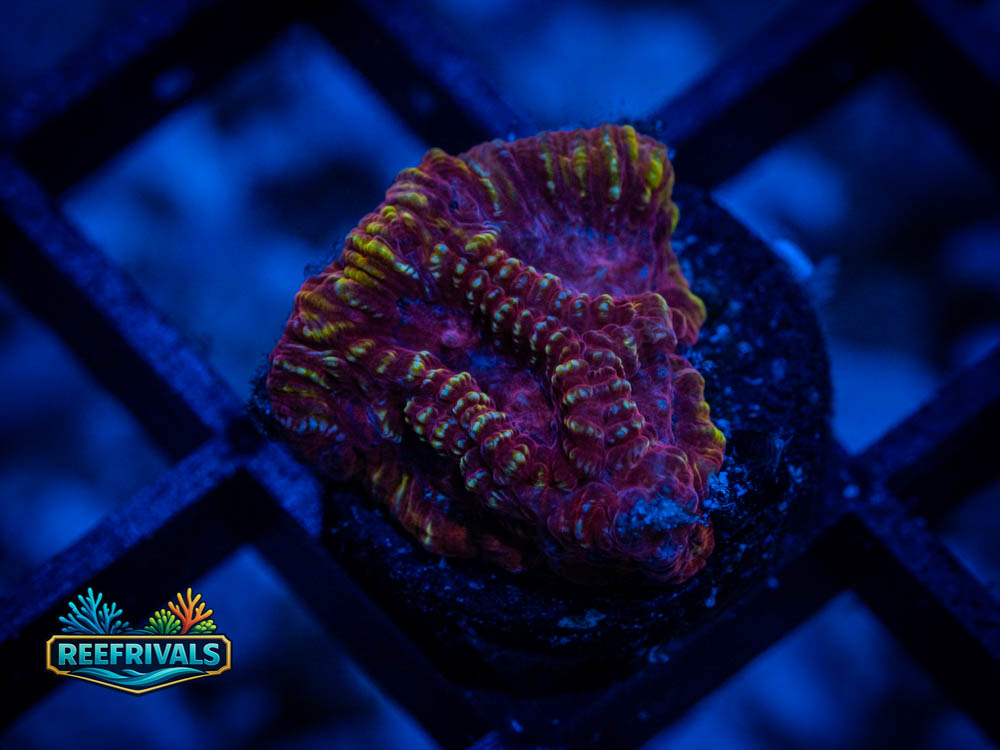RVL Dungeon Crawler coral image from ReefRivals, listed as Favia / Favites spp. and Soft Coral