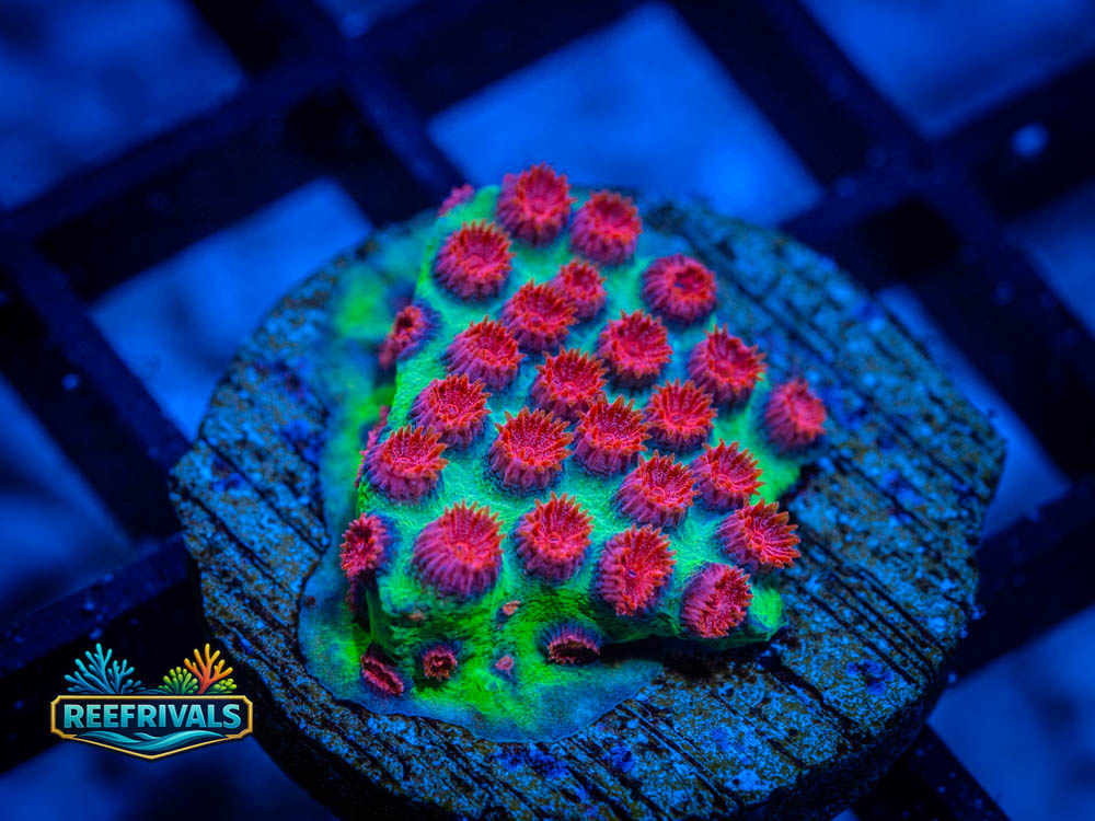 TSA South Beach coral image from ReefRivals, listed as Cyphastrea spp. and Soft Coral