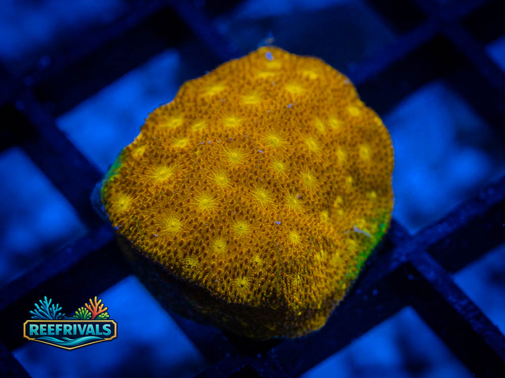 24K Psammo WYSIWYG coral image | ReefRivals 24K Psammo coral image from ReefRivals, listed as Psammocora spp. and Soft Coral