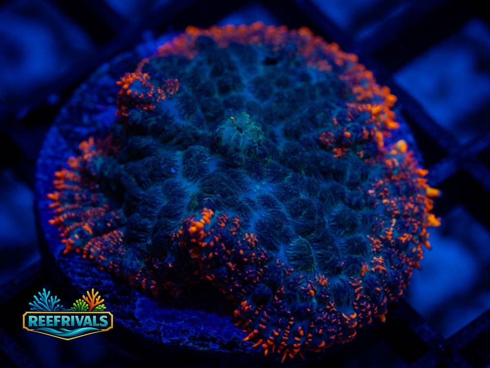 RVL Burnt Rim WYSIWYG coral image | ReefRivals RVL Burnt Rim coral image from ReefRivals, listed as Rhodactis sp. and Mushrooms