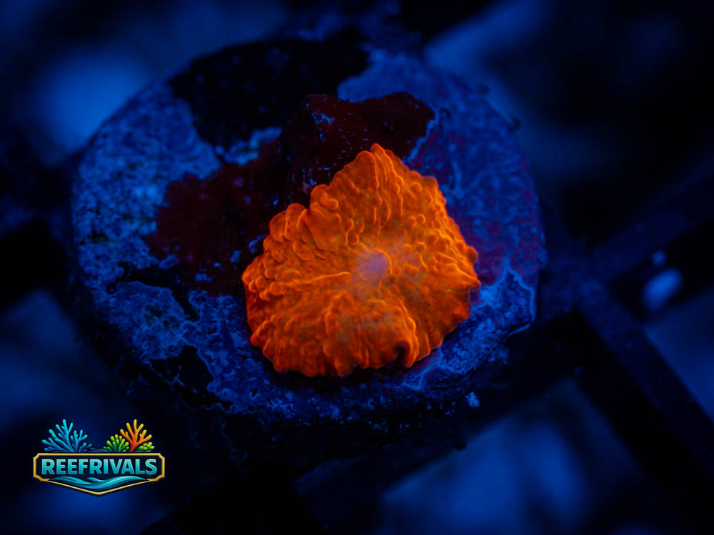 Baby Jawbreaker (Orange/Green) WYSIWYG coral image | ReefRivals Baby Jawbreaker (Orange/Green) coral image from ReefRivals, listed as Discosoma sp. and Mushrooms