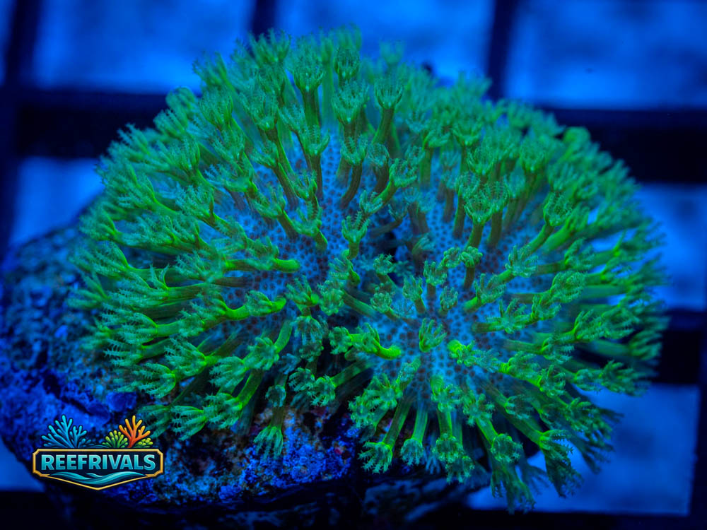 RVL Googly Puffer coral image from ReefRivals, listed as Sarcophyton / Lobophytum spp. and Soft Coral