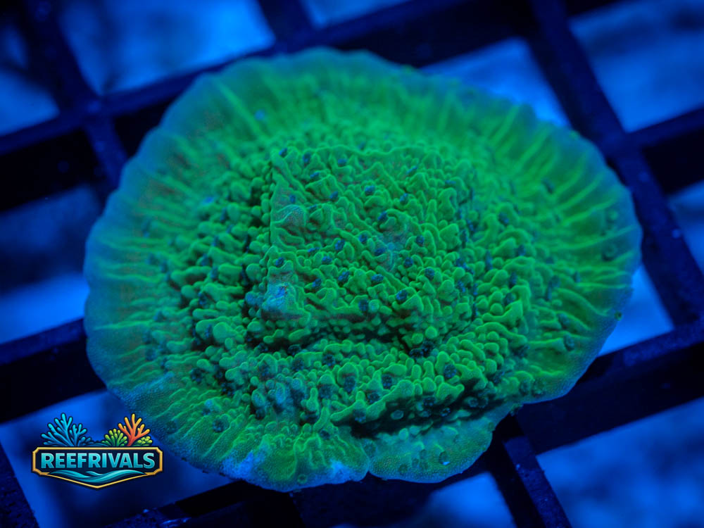 RVL Green Candy Cap Monti WYSIWYG coral image | ReefRivals RVL Green Candy Cap Monti coral image from ReefRivals, listed as Montipora spp. and Soft Coral