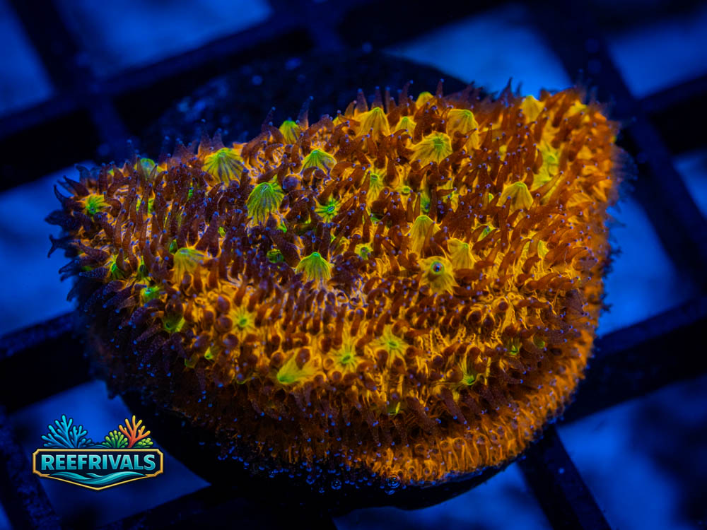 RVL Dreamweaver coral image from ReefRivals, listed as Lithophyllon spp. and Soft Coral