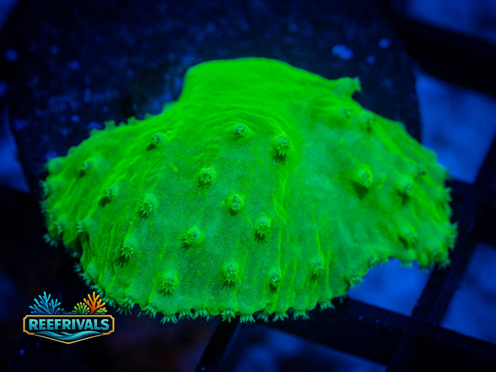 RVL Neon Cabbage Leather WYSIWYG coral image | ReefRivals RVL Neon Cabbage Leather coral image from ReefRivals, listed as Sinularia sp. and Soft Coral