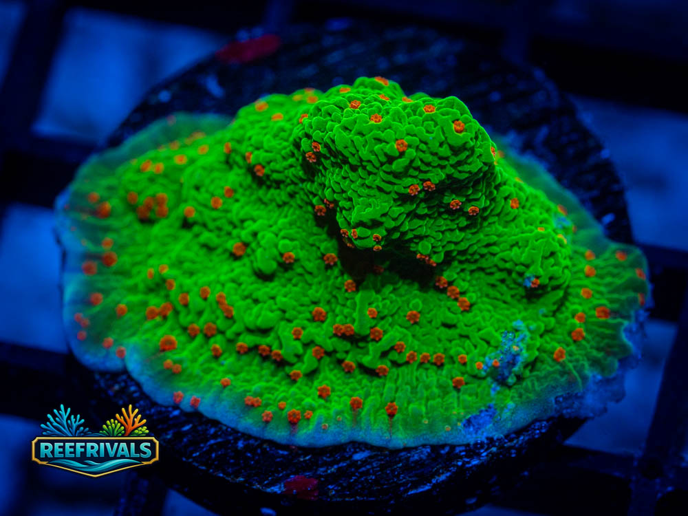 WWC Season's Greetings WYSIWYG coral image | ReefRivals WWC Season's Greetings coral image from ReefRivals, listed as Montipora spp. and Soft Coral