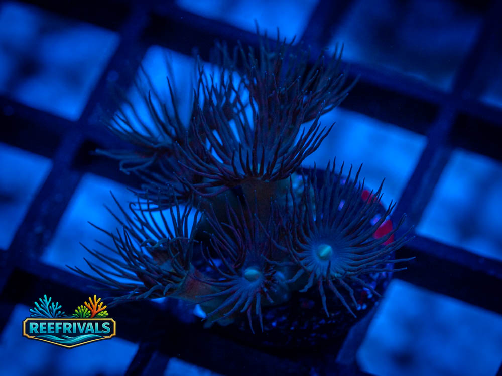 RVL Blue Polyp Coral WYSIWYG image | ReefRivals RVL Blue Polyp Coral coral image from ReefRivals, listed as Clavularia sp. and Soft Coral