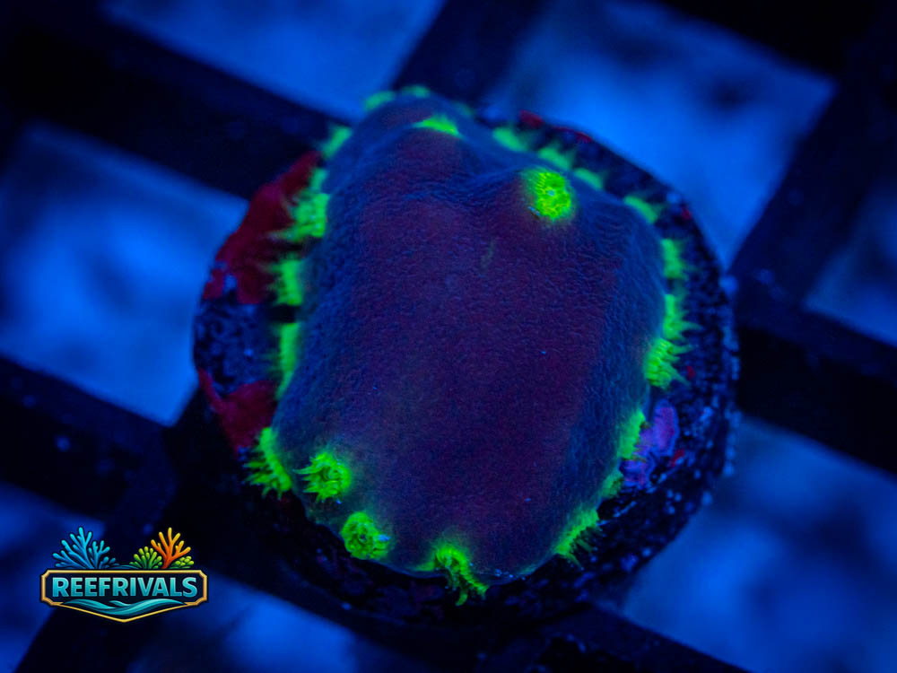 RVL Purple Scroll Coral coral image from ReefRivals, listed as Turbinaria spp. and Soft Coral