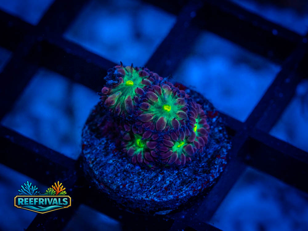 RVL Lavender Fields coral image from ReefRivals, listed as Blastomussa spp. and Soft Coral