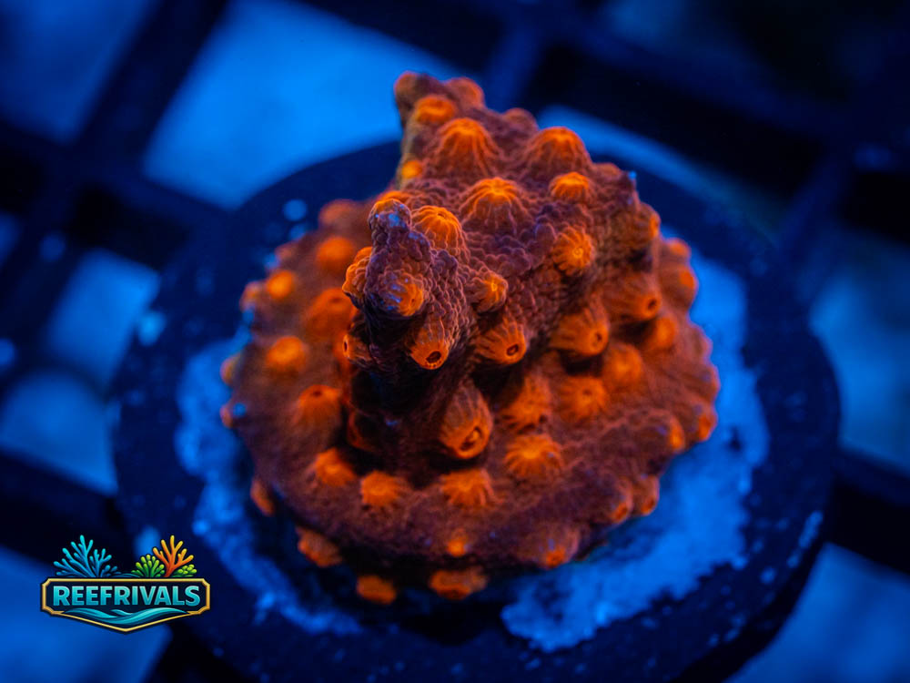 WWC Flicka Flame coral image from ReefRivals, listed as Cyphastrea spp. and Soft Coral