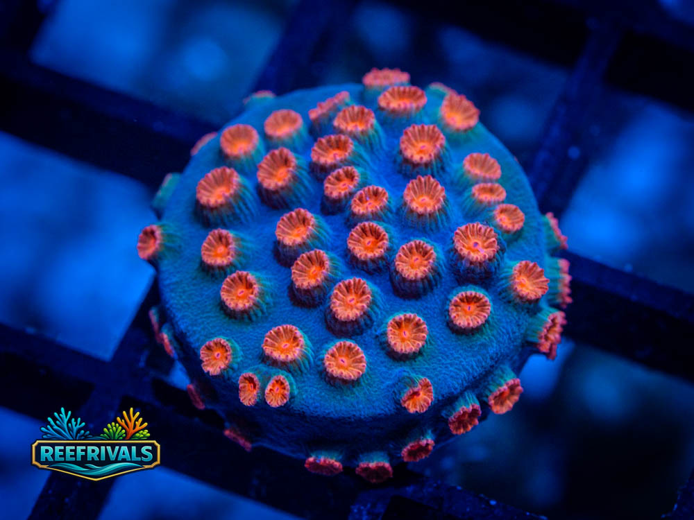 TG Meteor Shower coral image from ReefRivals, listed as Cyphastrea spp. and Soft Coral