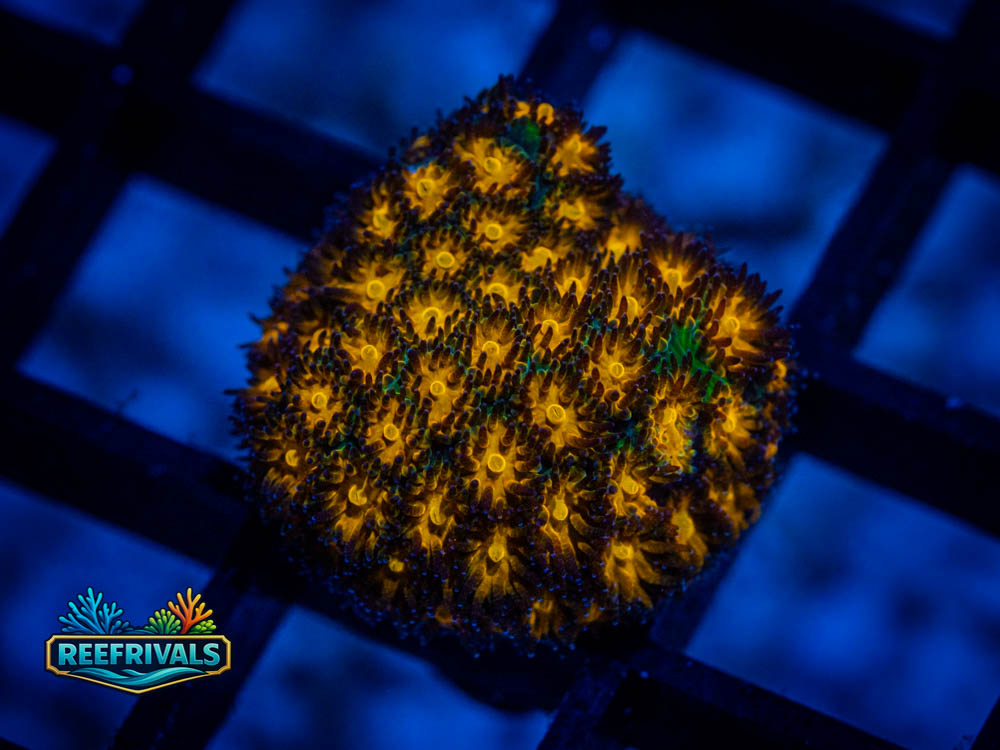 WWC Honeycomb Leptastrea coral image from ReefRivals, listed as Leptastrea spp. and Soft Coral
