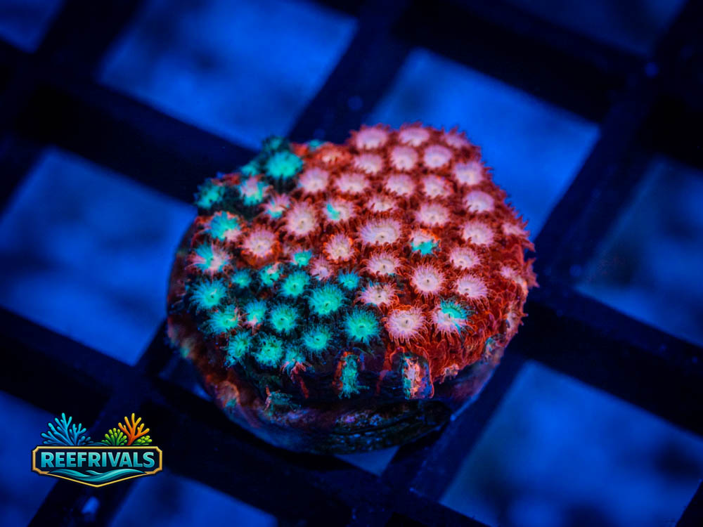 JF Fender Bender coral image from ReefRivals, listed as Cyphastrea spp. and Soft Coral