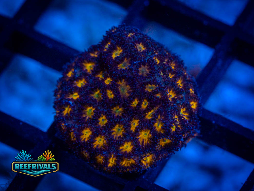 RVL Hells Fire Leptastrea coral image from ReefRivals, listed as Leptastrea spp. and Soft Coral