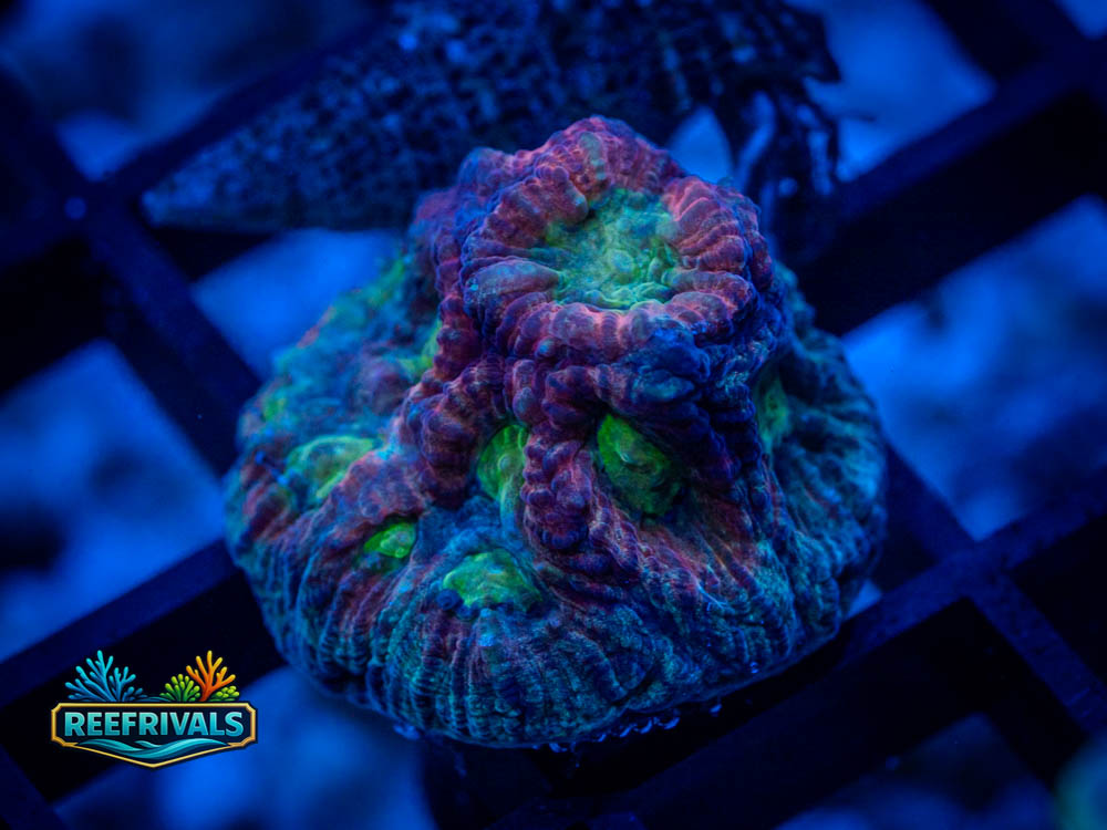 RVL Drunken Monkey coral image from ReefRivals, listed as Favia / Favites spp. and Soft Coral